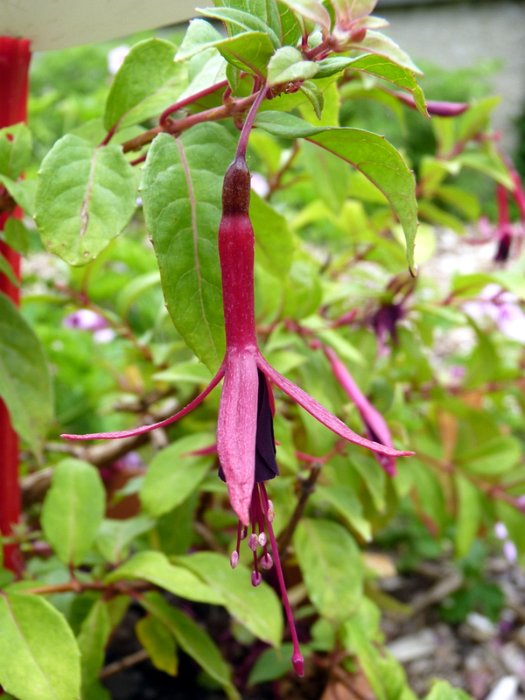 Fuchsia x 'Zulu King'